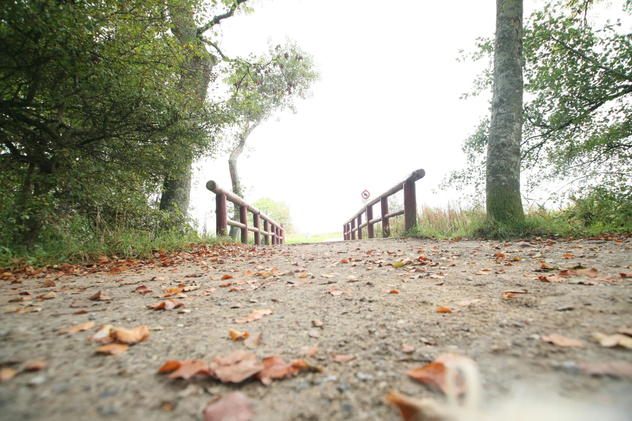 Wooden bridge with leaves on the ground and trees beside it